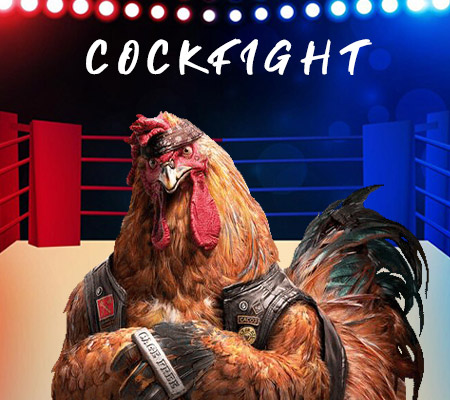 cockfight-indonesia